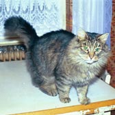 cats