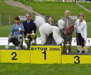 Damaro kennel