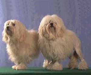 Damaro kennel