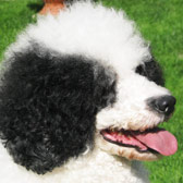 Portuguese water dog