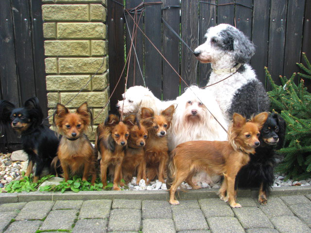 Damaro kennel