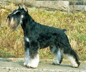 Sasquehanna XANTI