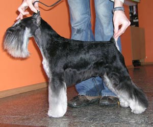 Sasquehanna XANTI